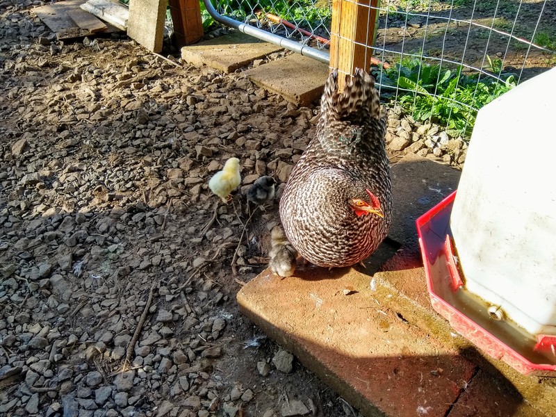 The chicks left the nesting box area.