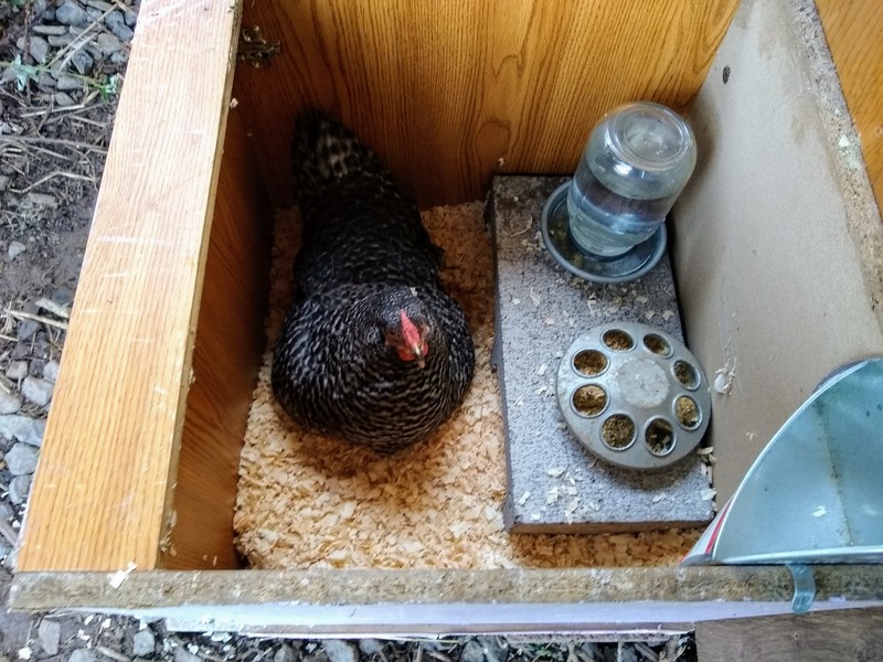 Dominique in the new box with chicks under her.