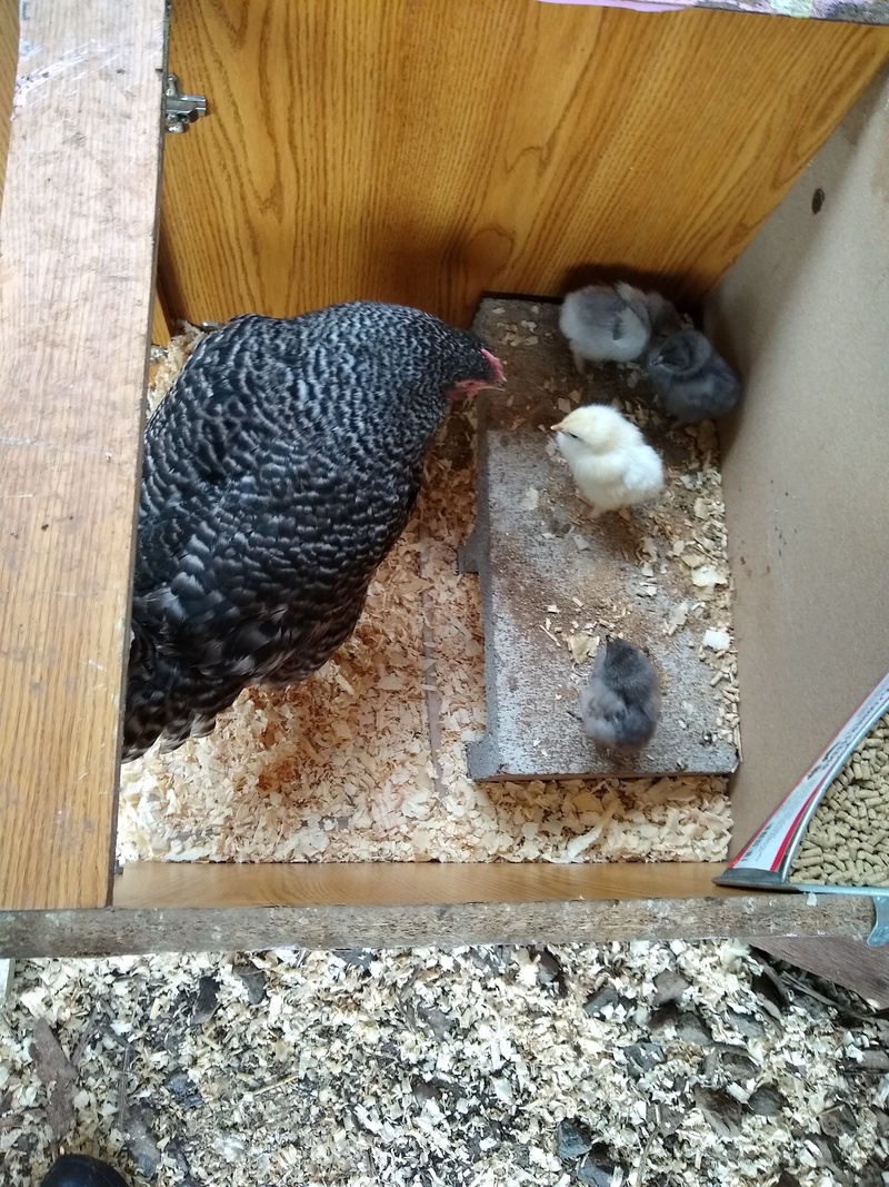 Chicks: Broody Dominique and her brood of four.