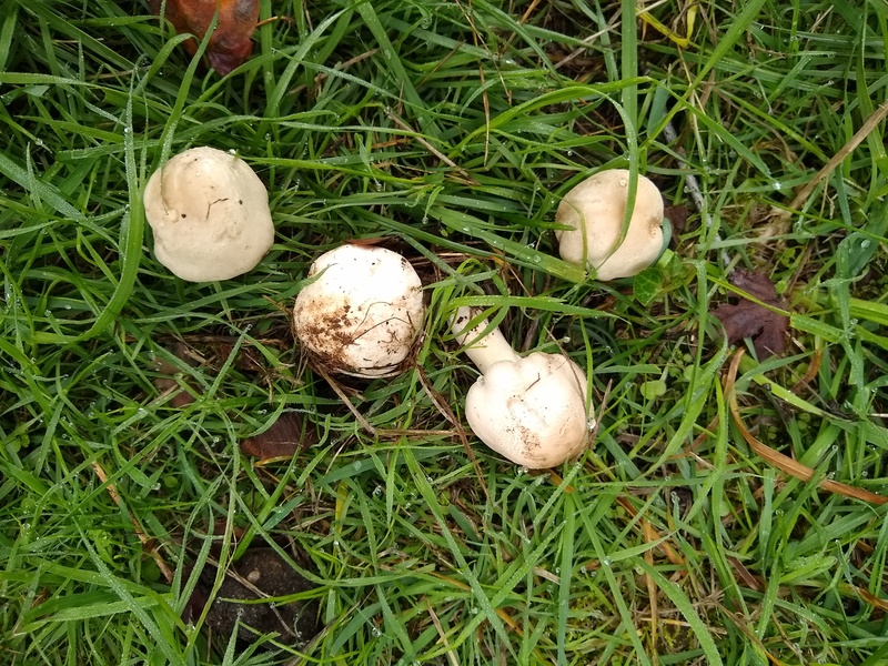 mushrooms popped up everywhere.