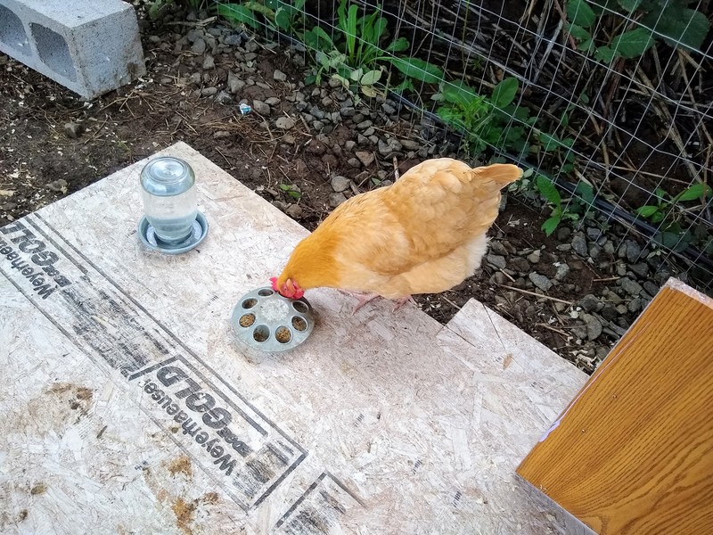 Chicks: I thought the feeder was for the chicks.