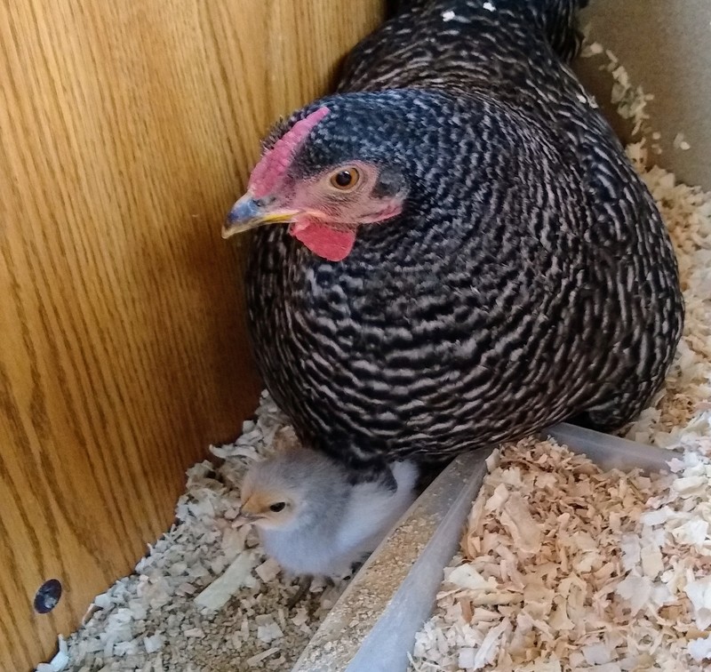 Chicks: Sparkle under momma's protection.