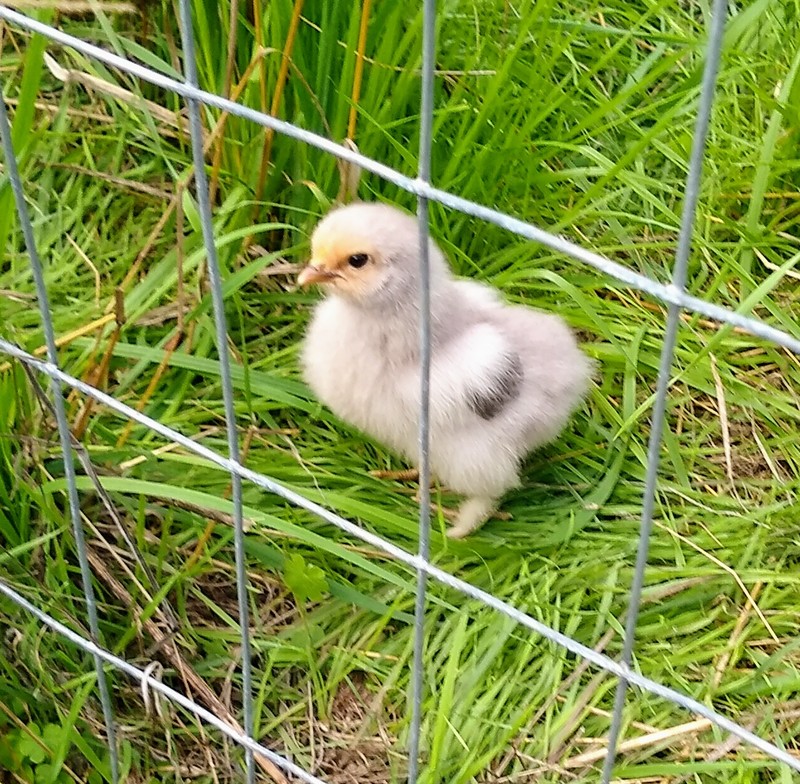 Chicks: Sparkle, first born (hatched).