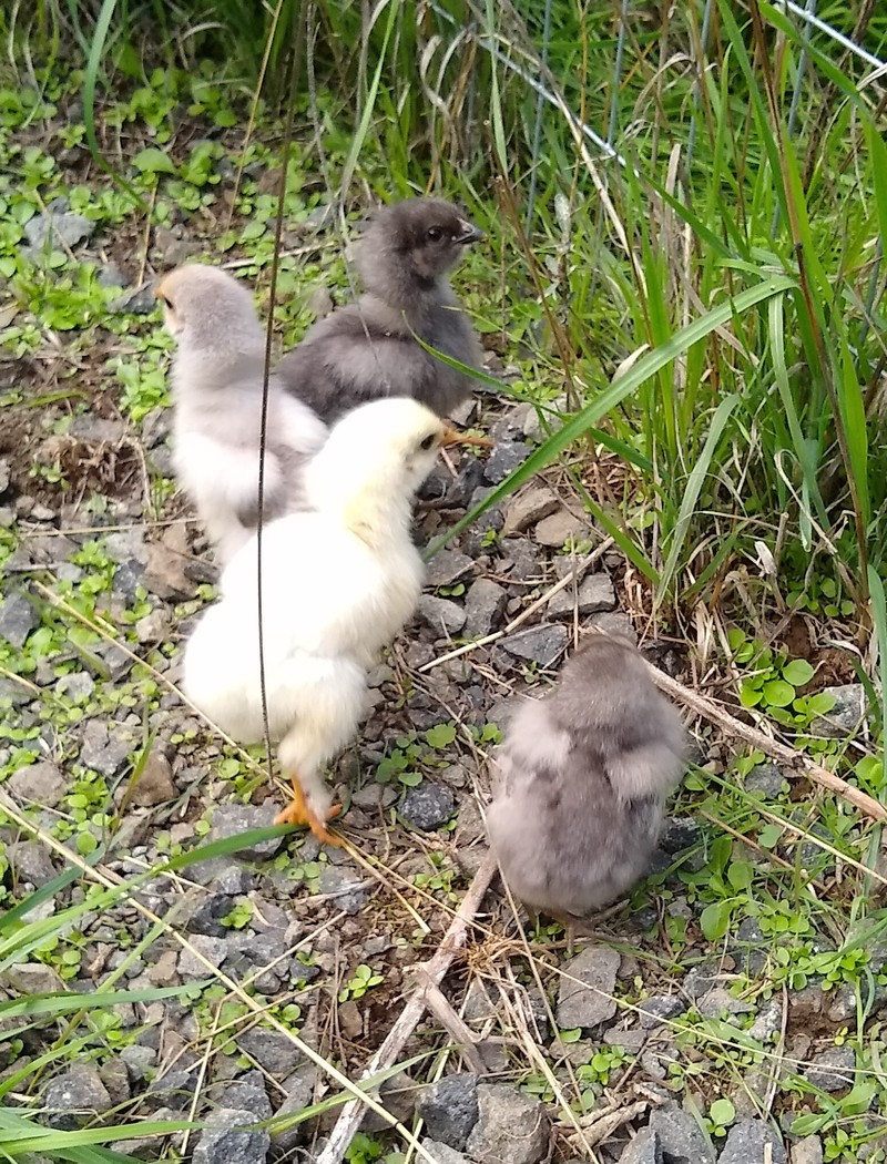 Chicks: Four chicks