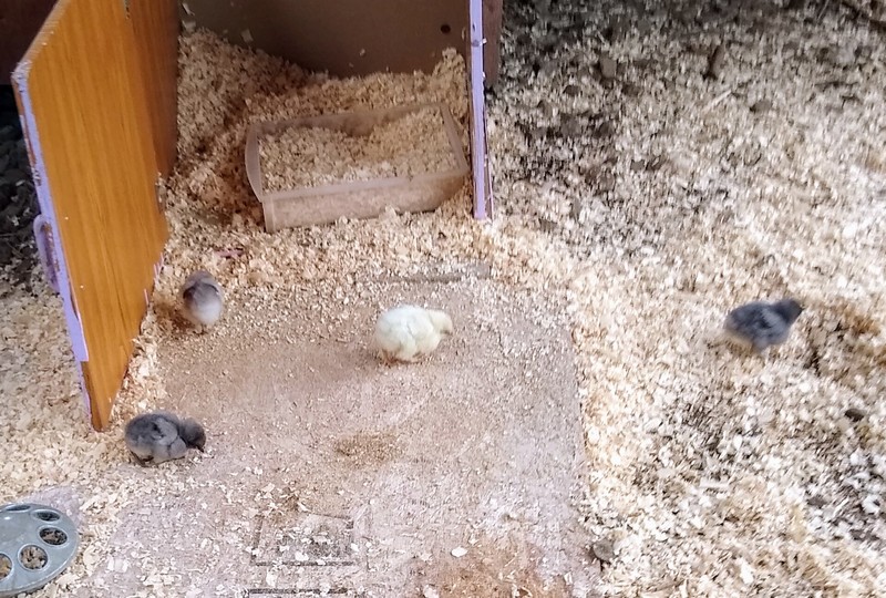 Chicks: Four chicks.