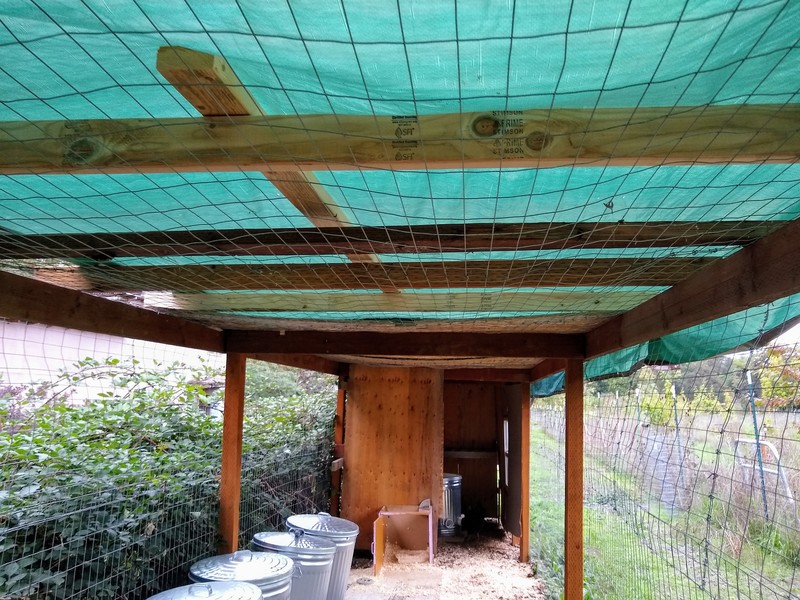 2x4 boards under the tarp to keep rain puddles from caving in the chicken run.