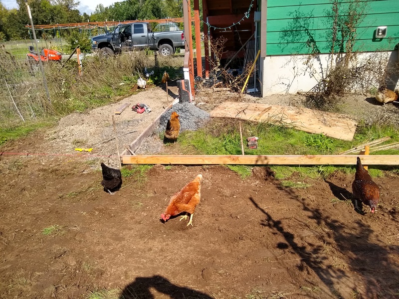 The chickens love the grass being taken away.