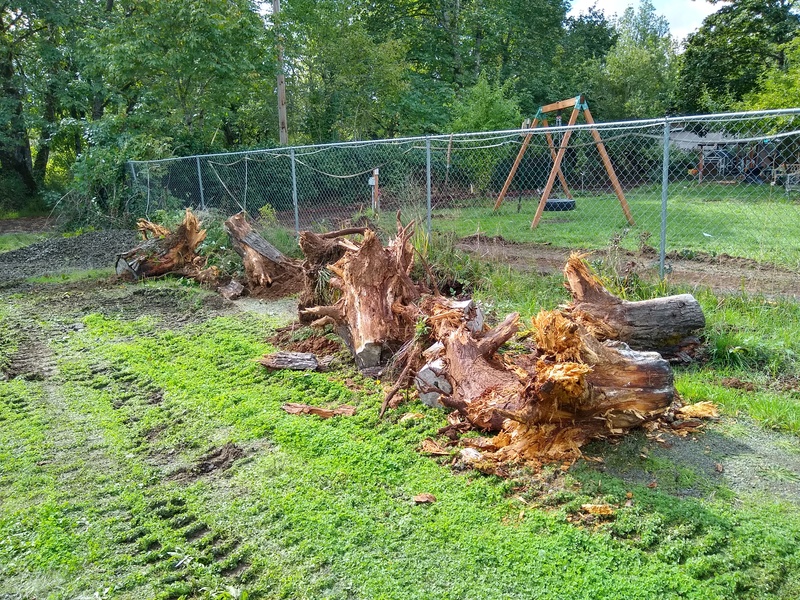 Older stumps along Rosewold Lane are being removed.
