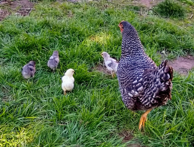 The chickens continue to go on adventures and be an adventure.