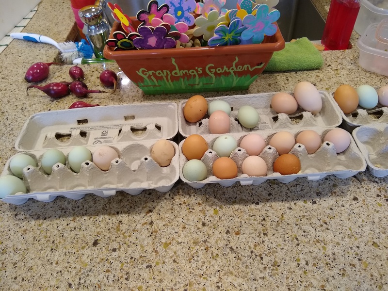One of our sons got two dozen eggs, but hasn't been able to bring himself to eat green shelled ones yet.