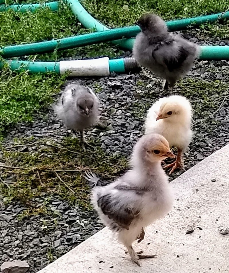 All four chicks. Lavey is in front. Lucky in the left, and Chiffon on the right. Other in the back.