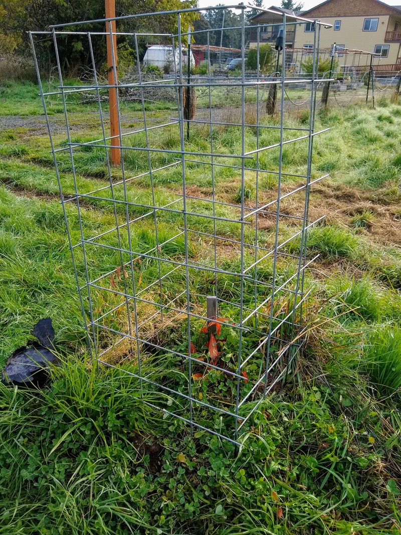 Lois put a cage around one of the paw paw trees. Maybe now we will be able to see it. It is especially hard to see it when it is short and the leaves fall off for winter.