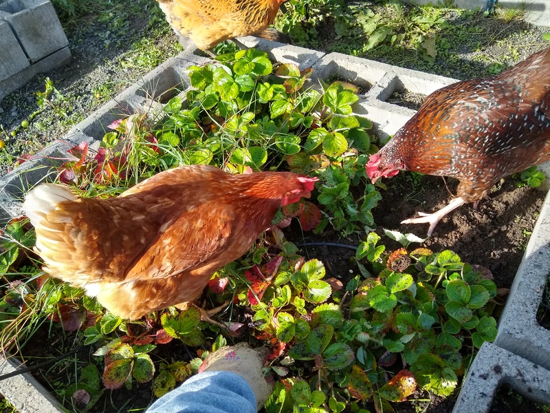 The hens were helping as Lois weeded.
