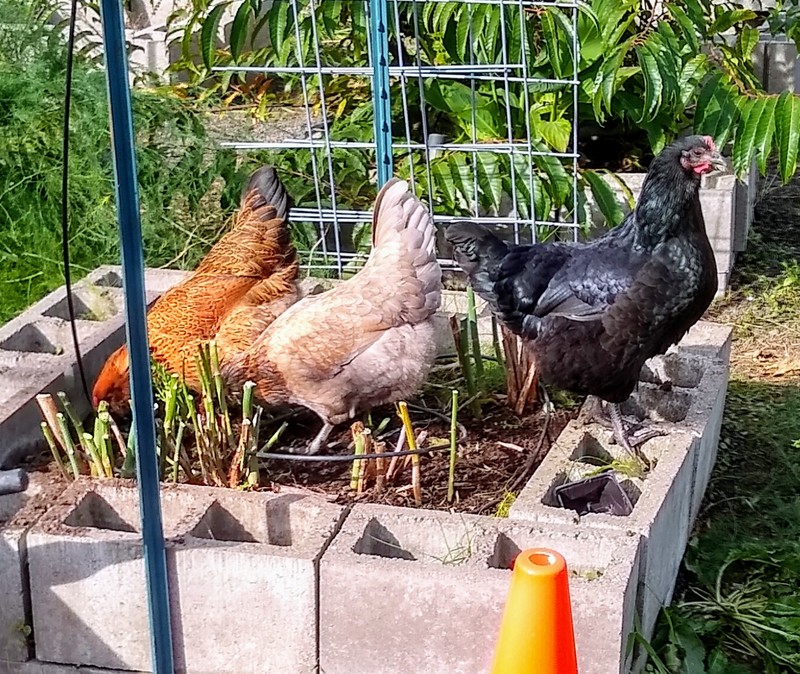 Helping hens in the newly trimmed asparagus.