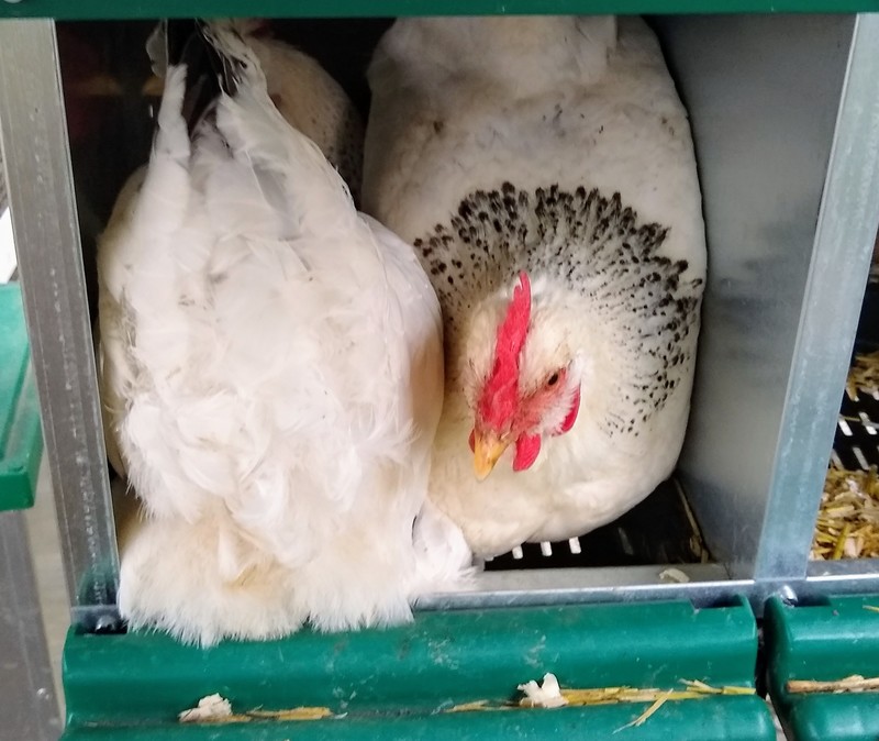 Double trouble two hens in a box.