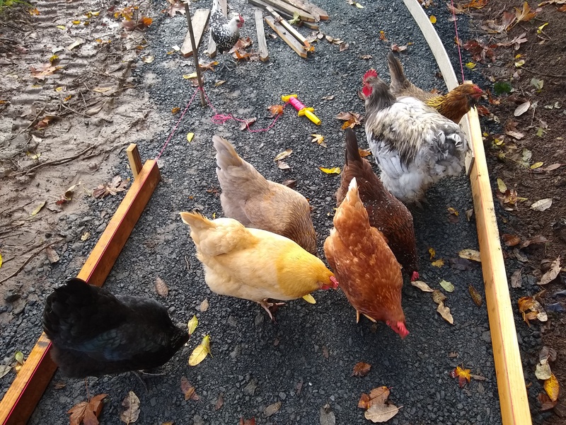 Chickens on sidewalk cleaning crew.