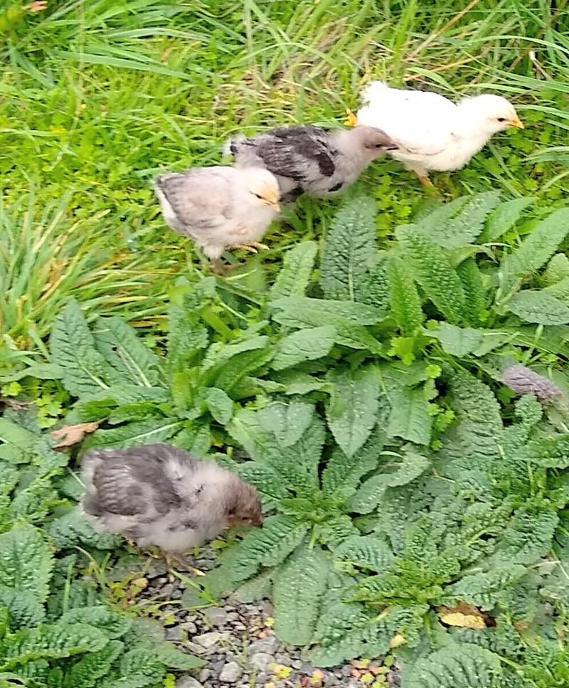 four chicks