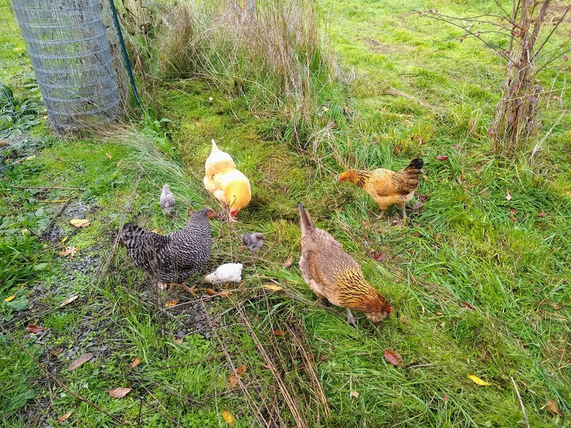 The chicks and hens in the open fence area.