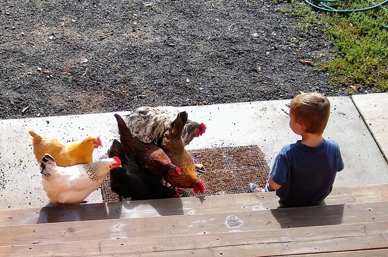 The chickens are happy to get salad. They really liked the cucumbers.