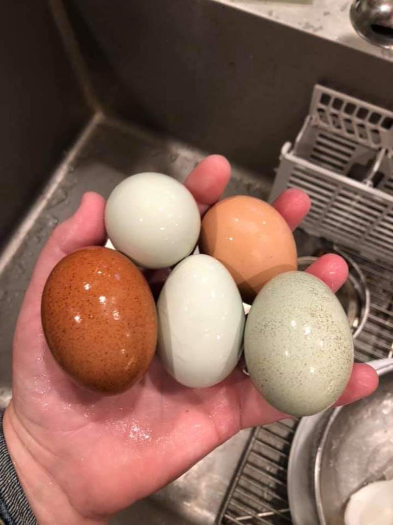Fresh farm eggs for breakfast.