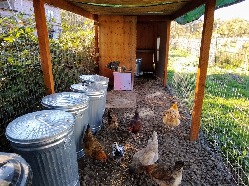 The chickens like corn.