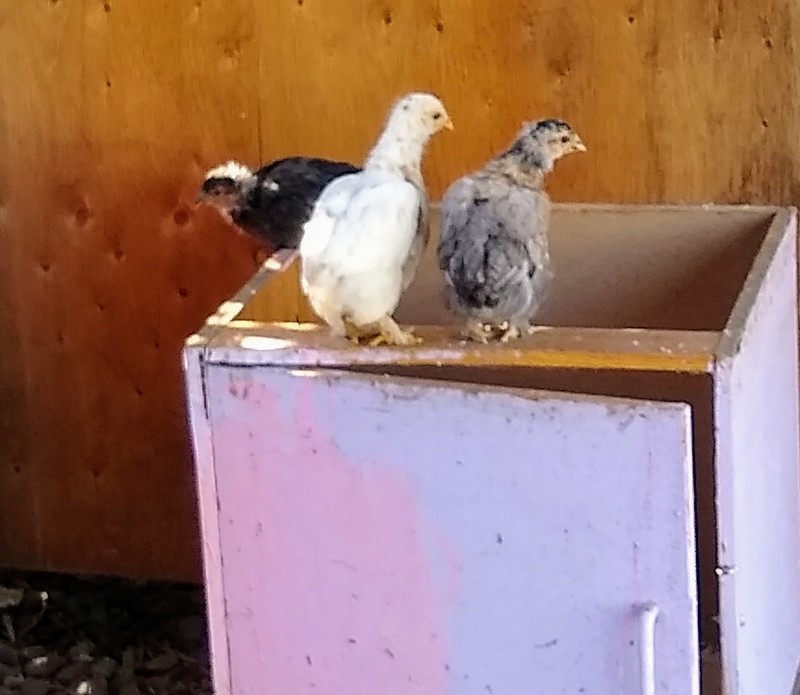 The chicks are getting bigger and bigger.