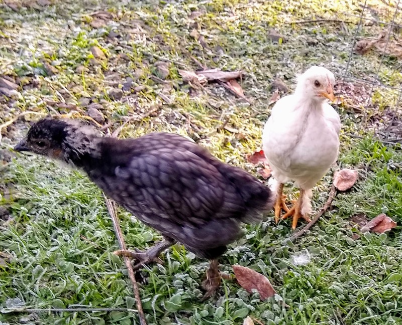 Baby chicks growing up.