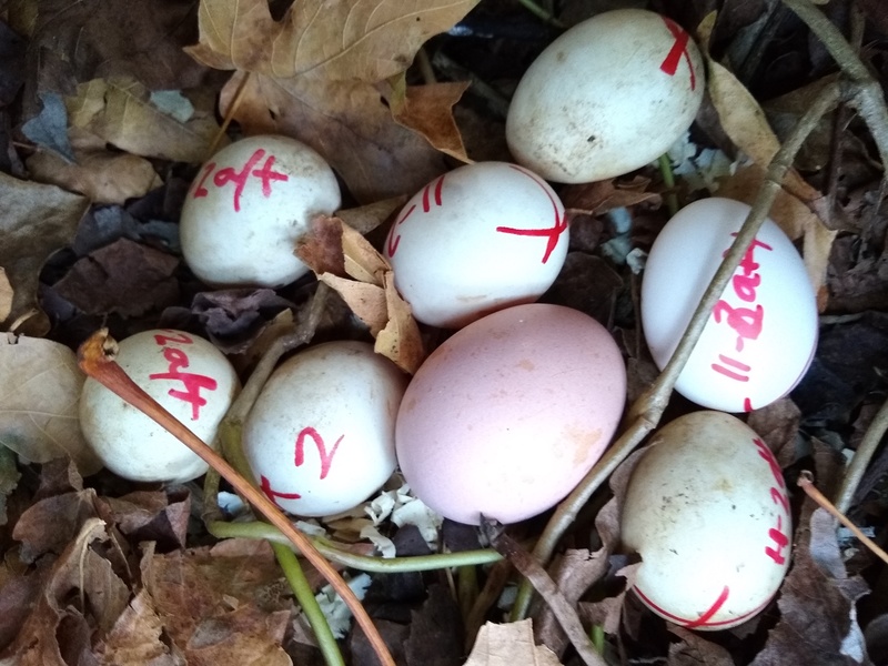 Here are some eggs that Lois found in the bushes. She put a regular Deleware egg in for sizing. They are there size that checkers the Hamburg lays.