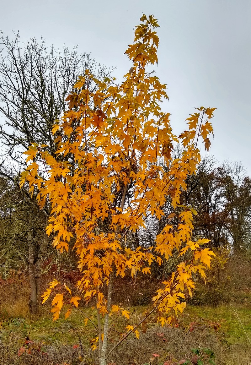 Silver Maple