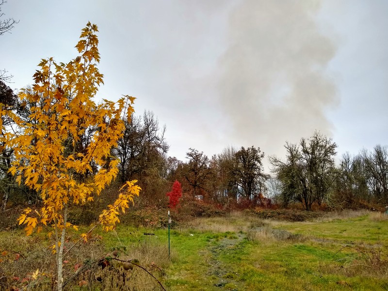 Silver Maple, Flowering Pear, and the neighbors smoke as the burn Christmas tree farm rubble.