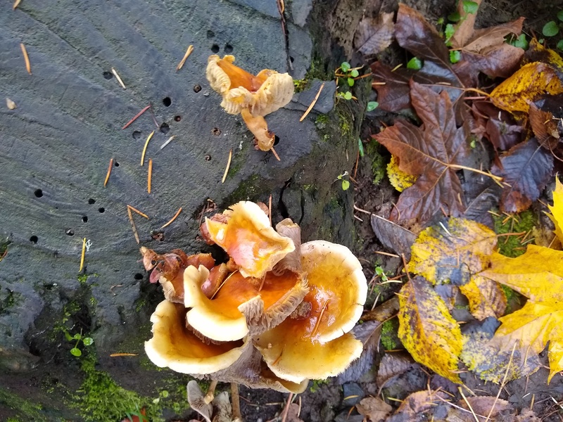 Fungi on a tree.