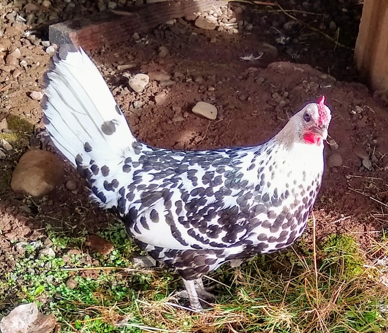 Checkers, a Hamburg chicken.