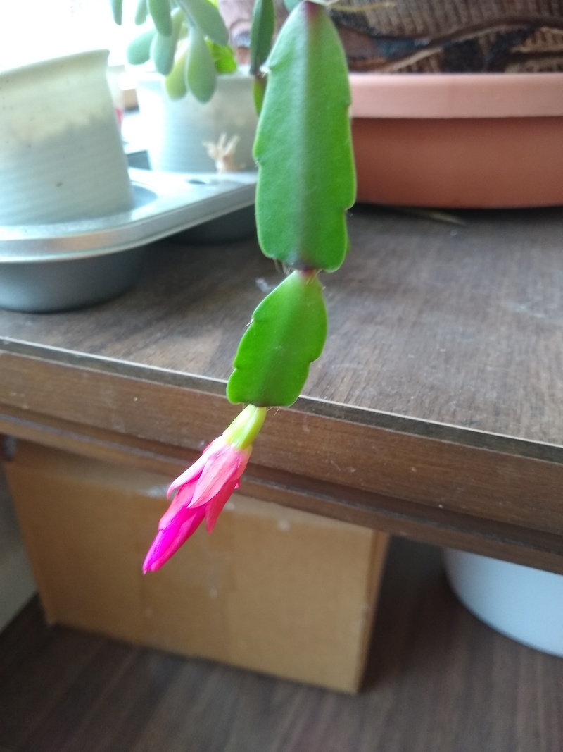 Christmas cactus is starting to bloom.