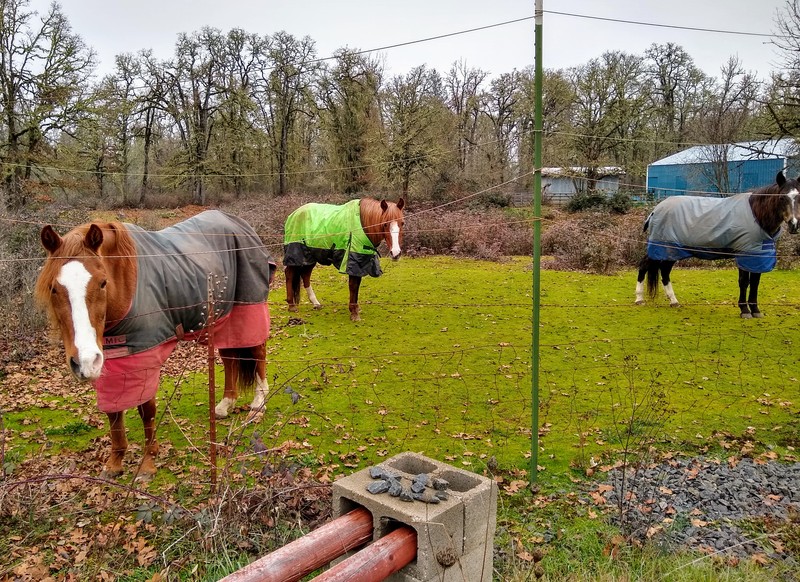Lawson's horses.