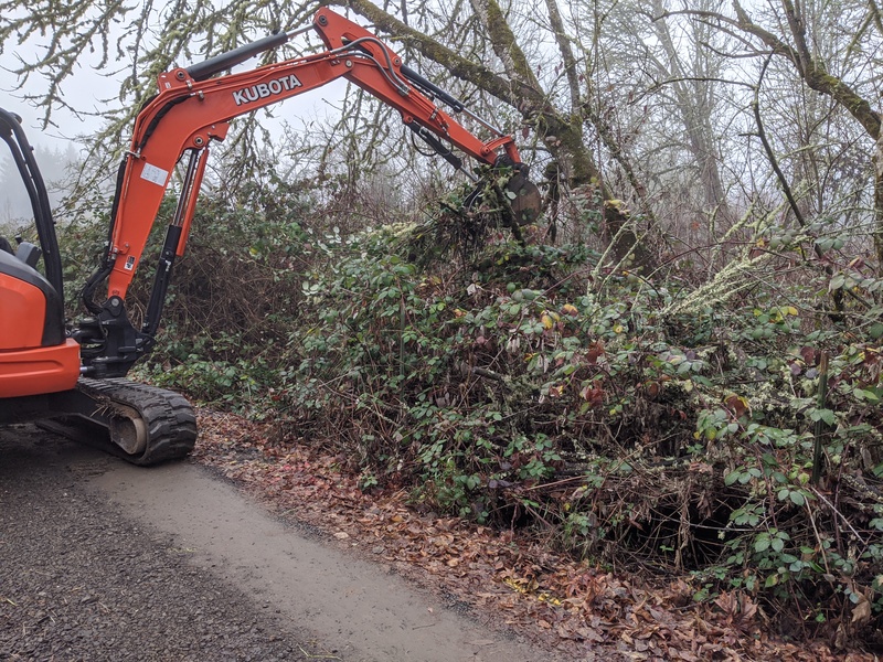 The Kubota started clearing blackberries so that they could get the old culvert out.
