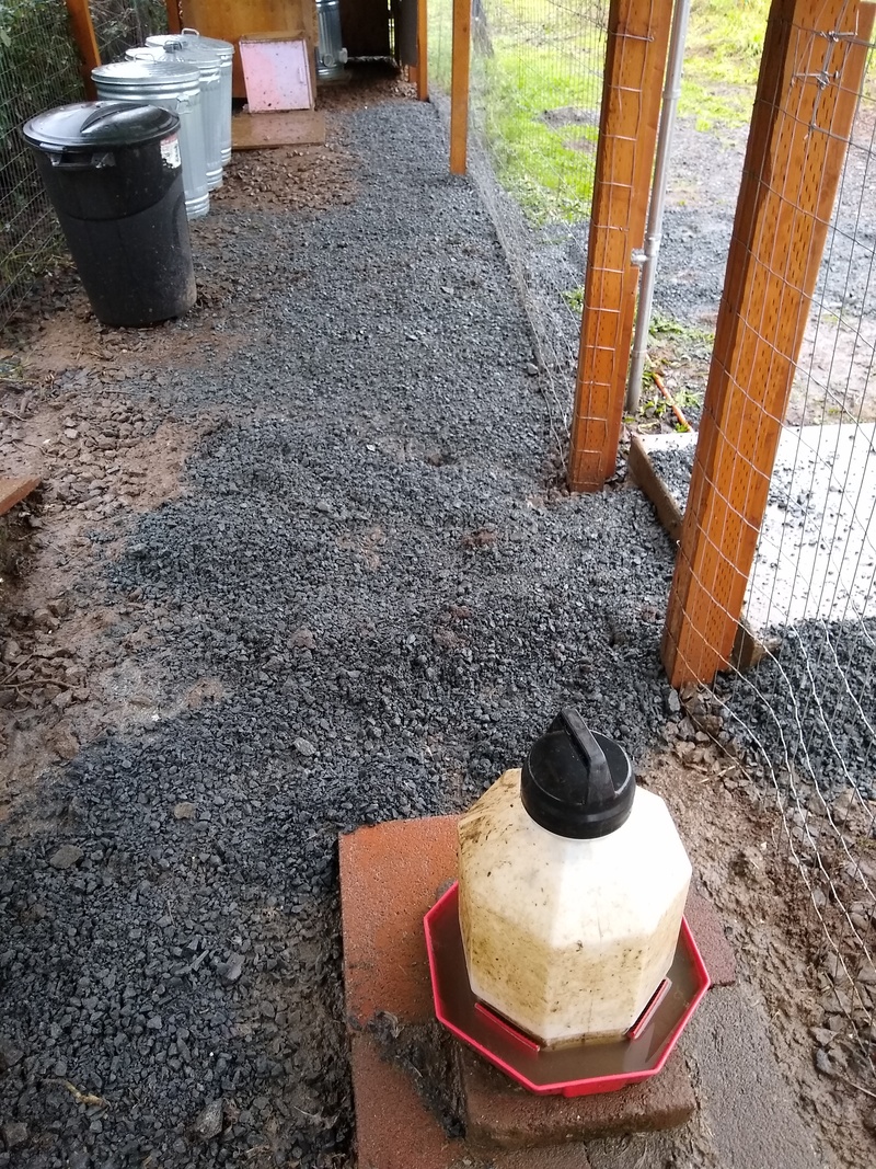 The mud in our chicken run was getting annoying and slippery so Lois had Don bring over some gravel. Don dumped it outside the run and Lois spread it out.