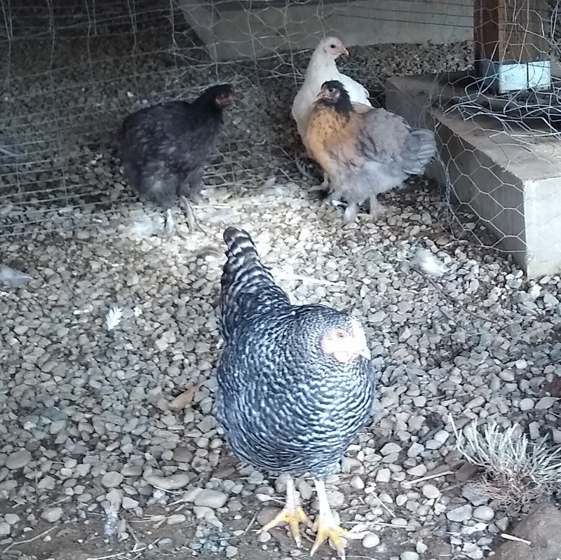 Broody and her chicks. They are four months old and almost as big as her.