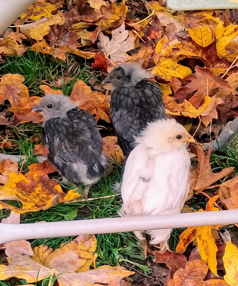 Four Chicks, Lucky, spider, and Chiffon.