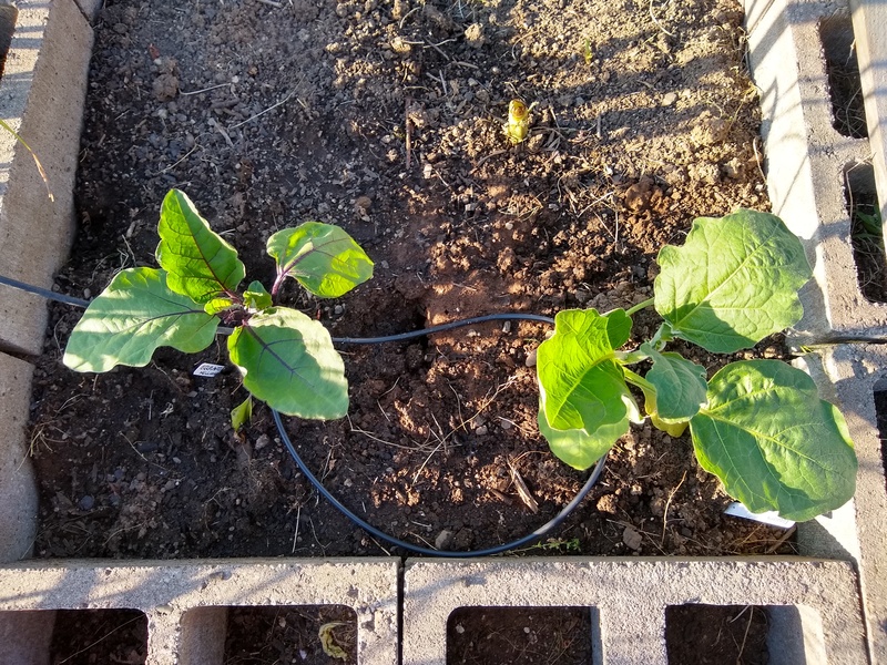 H4: Eggplant