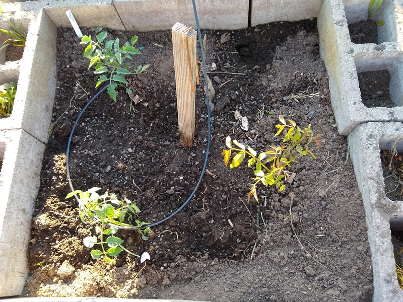 H5: Walnut Tree starts, Sunglo Cherry Tomato. The Walnut trees should be removed to new locations.