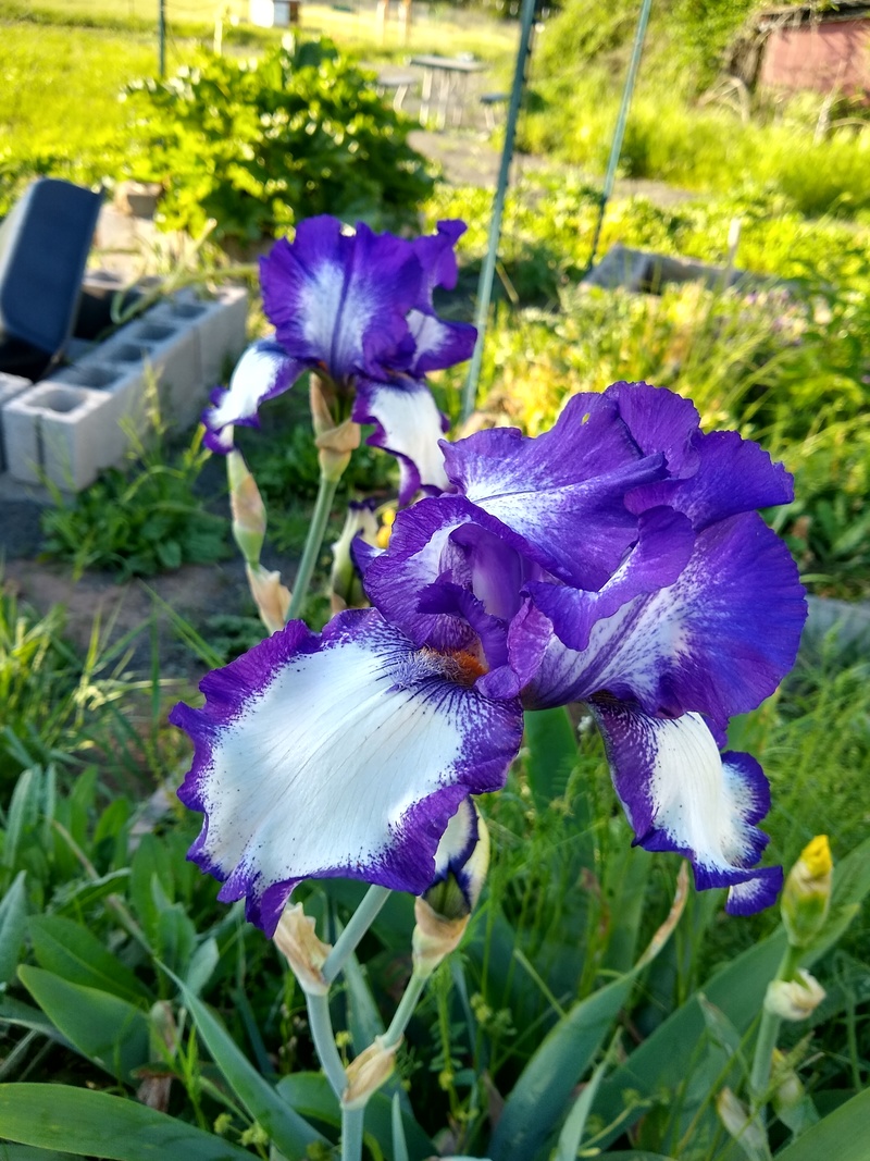 F5: Iris
