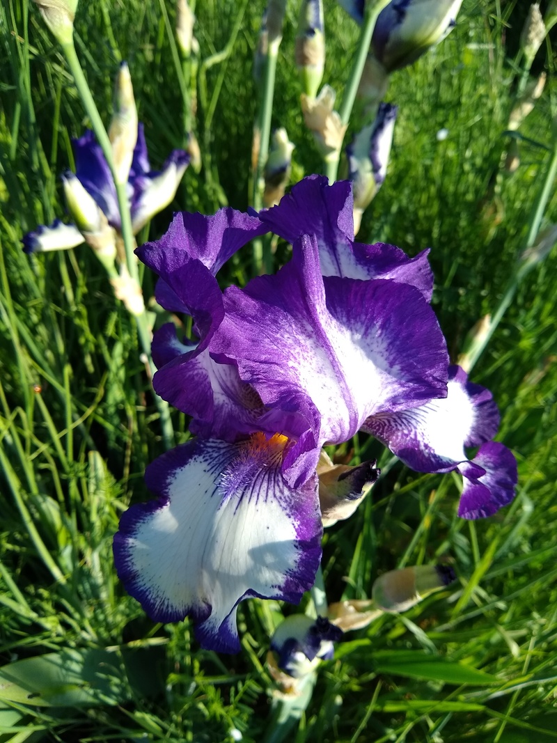 C5: Iris