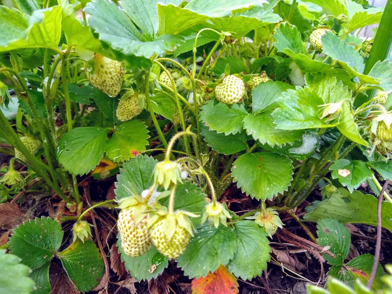 Strawberries (where?)