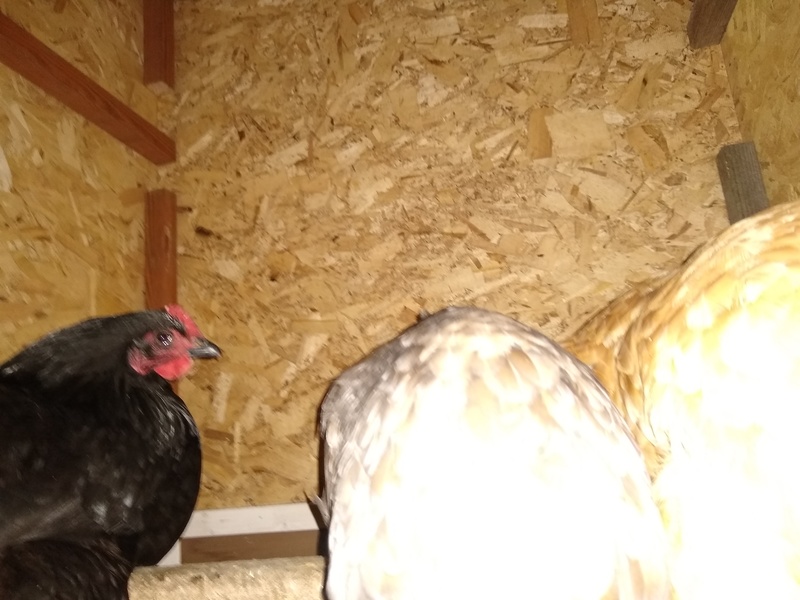 Three of the hens are sitting in the old wall of the coop.