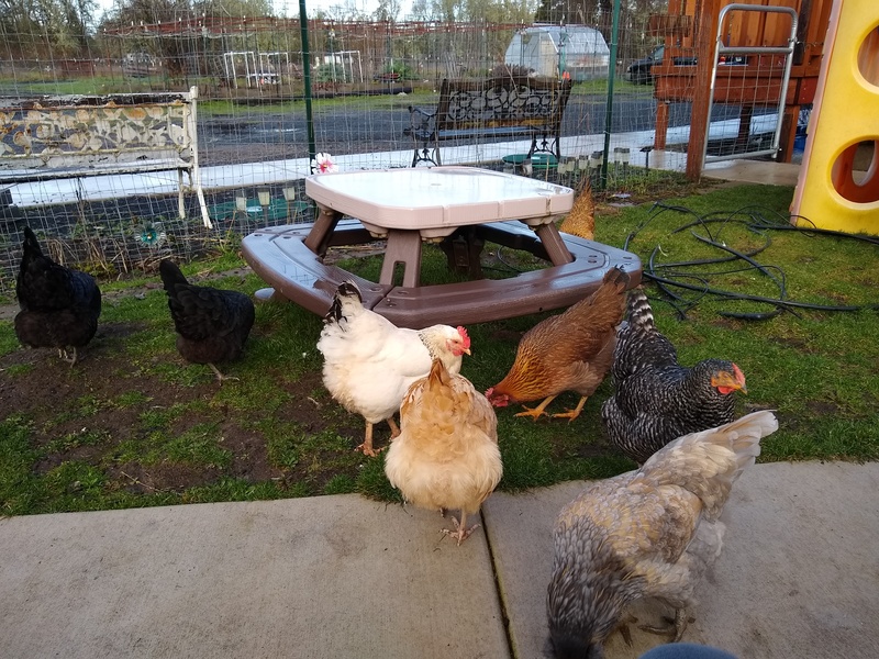 The chickens love to churn everywhere and eat things. So Lois double fenced the garden strip along the D-link.