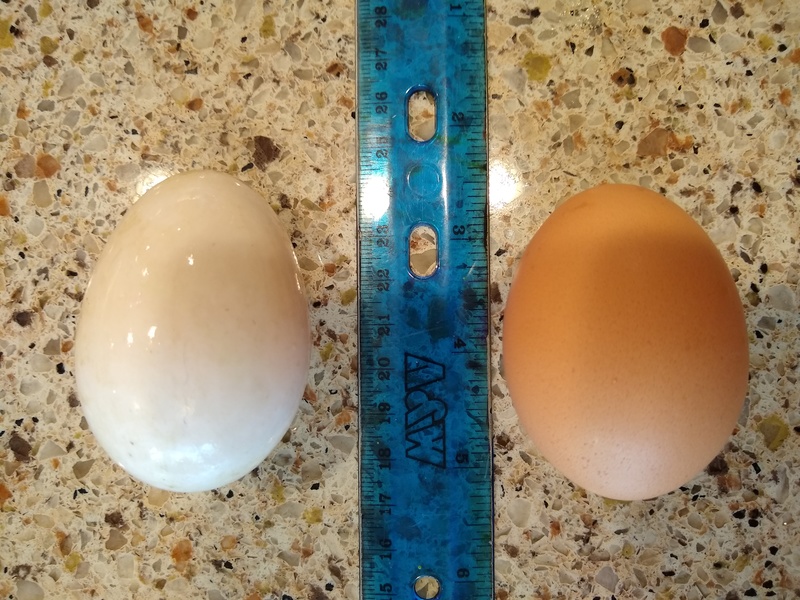 Duck egg number one on the left. Chicken egg on the right. We got three duck eggs this week.