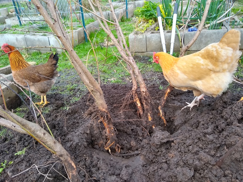 the chickens need to do a better job of digging the trees out.