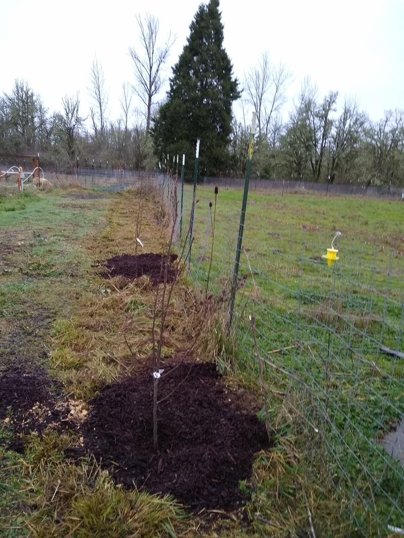 Two new trees planted West of the East pasture sheep shed.