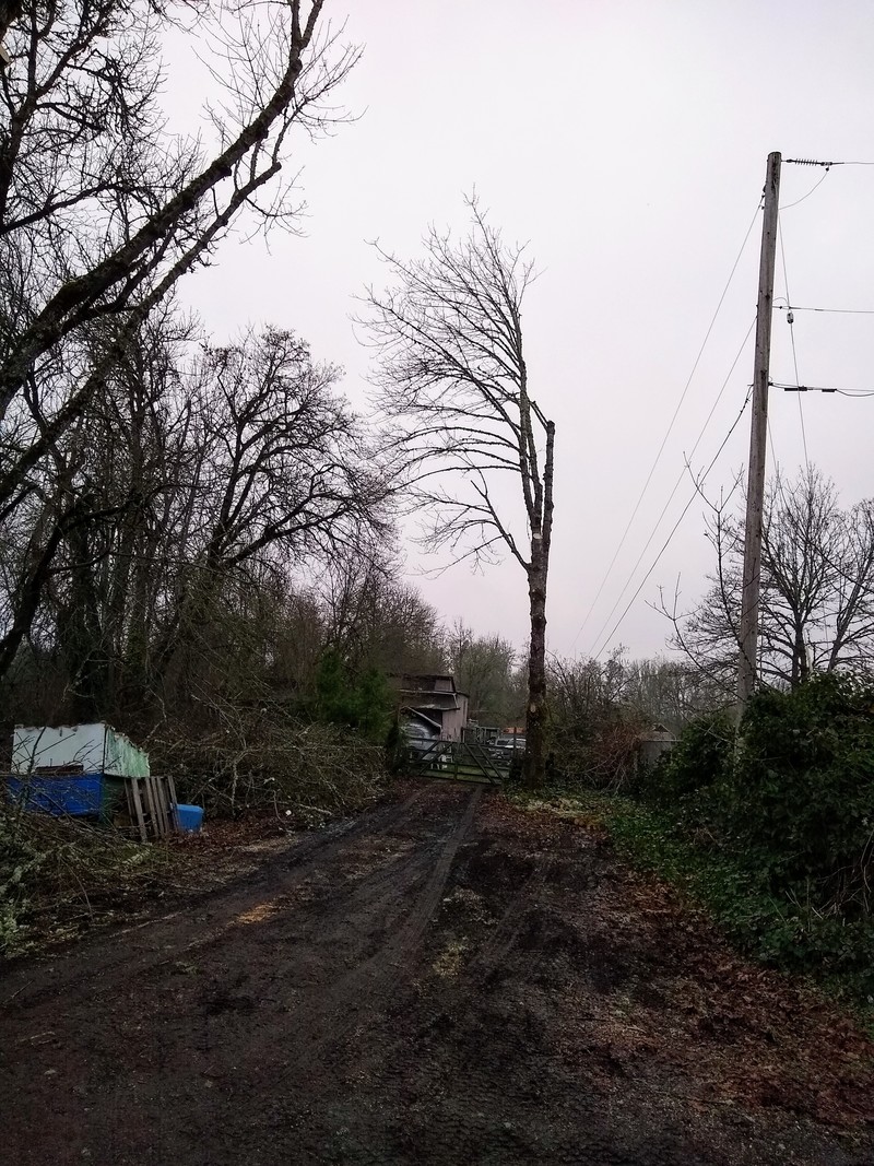 the electric company aftermath, after cutting foliage away from the power lines.