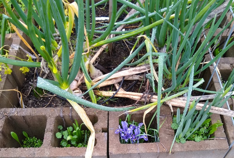 It is funny to compare the bulb flowers to the onions that have been here all winter.